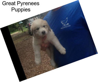 Great Pyrenees Puppies