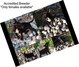 Accredited Breeder *Only females available*