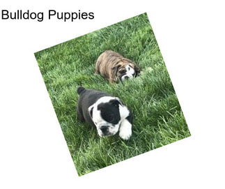 Bulldog Puppies