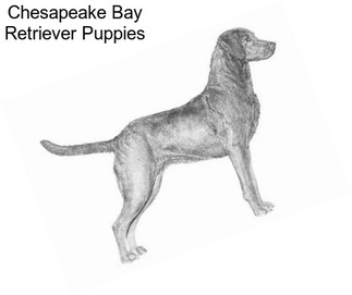 Chesapeake Bay Retriever Puppies