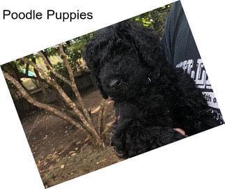 Poodle Puppies