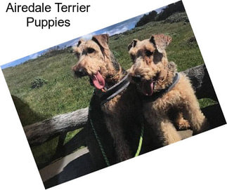 Airedale Terrier Puppies