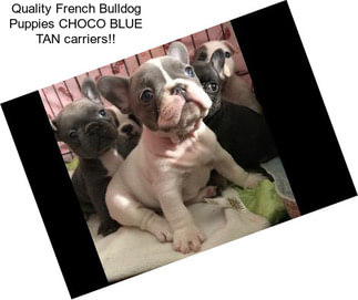 Quality French Bulldog Puppies CHOCO BLUE TAN carriers!!