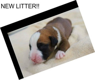 NEW LITTER!!