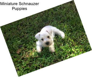 Miniature Schnauzer Puppies