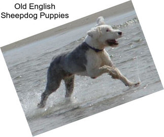 Old English Sheepdog Puppies