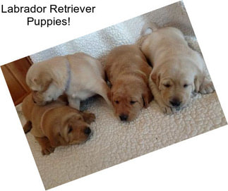 Labrador Retriever Puppies!