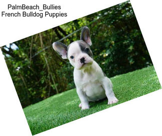 PalmBeach_Bullies French Bulldog Puppies