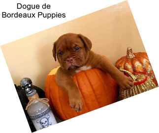 Dogue de Bordeaux Puppies