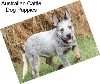 Australian Cattle Dog Puppies