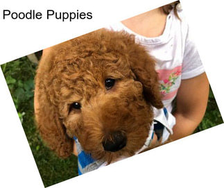 Poodle Puppies