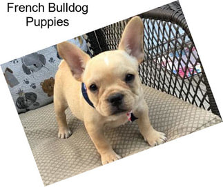 French Bulldog Puppies