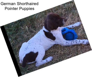 German Shorthaired Pointer Puppies