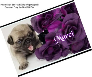 Ready Nov 8th ~ Amazing Pug Puppies! Because Only the Best Will Do!