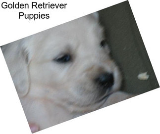 Golden Retriever Puppies