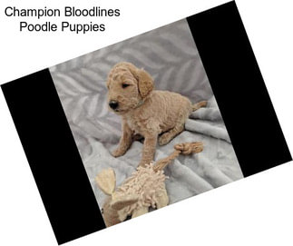 Champion Bloodlines Poodle Puppies