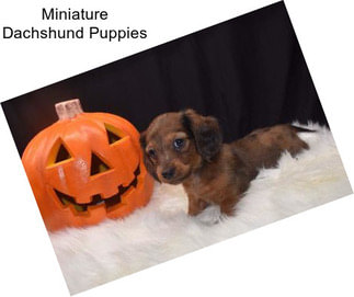 Miniature Dachshund Puppies