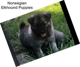 Norwegian Elkhound Puppies