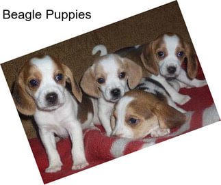 Beagle Puppies