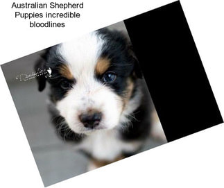 Australian Shepherd Puppies incredible bloodlines