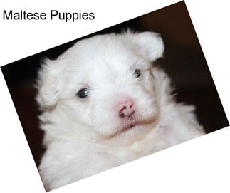 Maltese Puppies