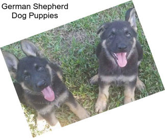 German Shepherd Dog Puppies