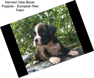 Harvest View Boxer Puppies - European Red Fawn