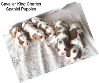 Cavalier King Charles Spaniel Puppies