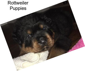 Rottweiler Puppies