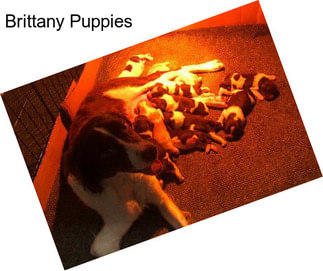 Brittany Puppies