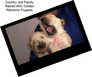 Country and Family Raised AKC Golden Retriever Puppies