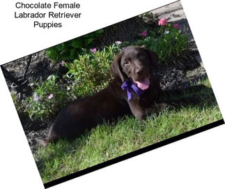 Chocolate Female Labrador Retriever Puppies