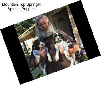 Mountain Top Springer Spaniel Puppies