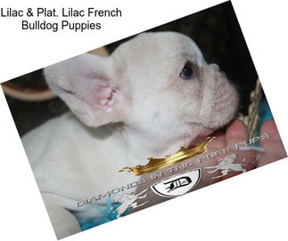 Lilac & Plat. Lilac French Bulldog Puppies