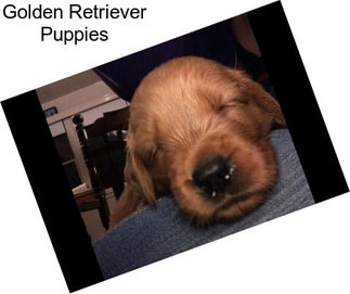 Golden Retriever Puppies