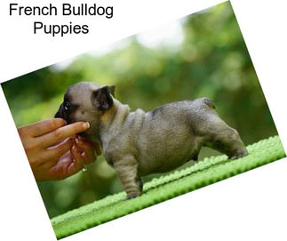 French Bulldog Puppies