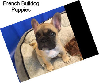 French Bulldog Puppies