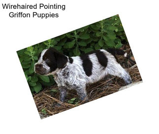 Wirehaired Pointing Griffon Puppies