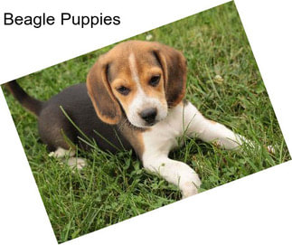 Beagle Puppies