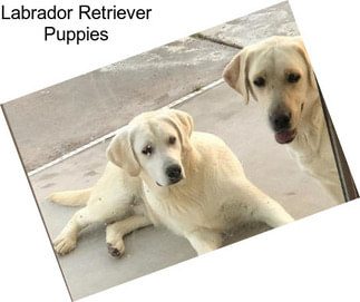 Labrador Retriever Puppies