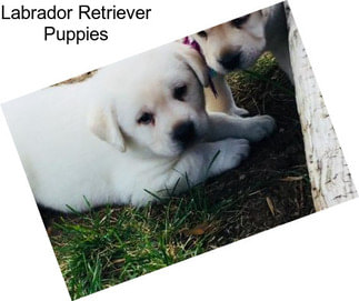 Labrador Retriever Puppies