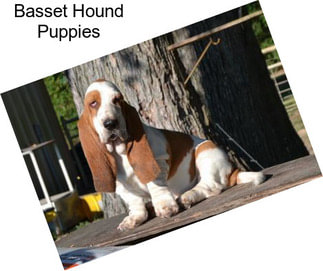 Basset Hound Puppies