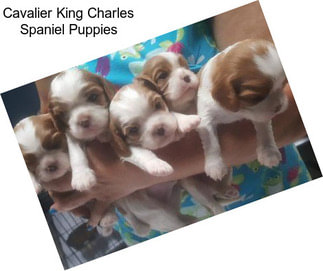 Cavalier King Charles Spaniel Puppies