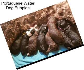 Portuguese Water Dog Puppies