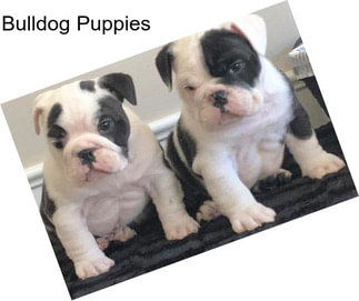 Bulldog Puppies