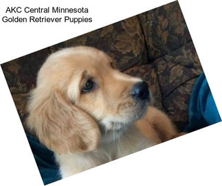 AKC Central Minnesota Golden Retriever Puppies