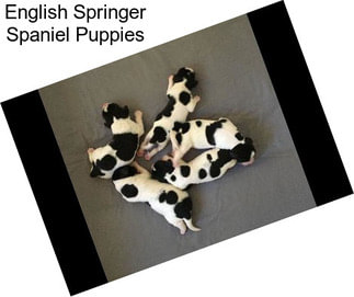 English Springer Spaniel Puppies