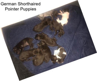 German Shorthaired Pointer Puppies