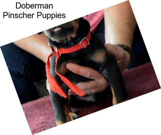 Doberman Pinscher Puppies