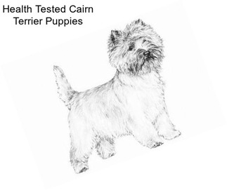 Health Tested Cairn Terrier Puppies